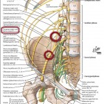 lumbosacral plexus with femoral nerve backpain-guide.com