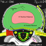 Innervation of the disc (chirogeek) Image provided by ChiroGeek.com