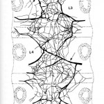 Posterior Lumbar Spine Plexus Image from "Clinical Anatomy of the Lumbar Spine and Sacrum" by Nikolai Bogduk