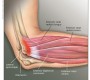 source "www.musculoskeletalnetwork.com"