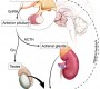 Image from Bioscience.org