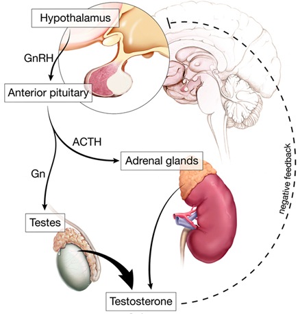 What gland makes testosterone