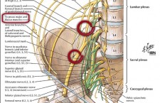 lumbosacral plexus with femoral nerve