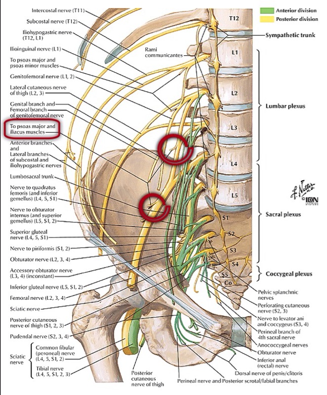 femoral nerve anatomy