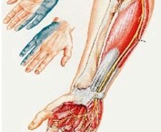 Ulnar Nerve Anatomy