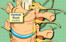 Dorsal and ventral roots