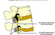 Facet joint dual innervation