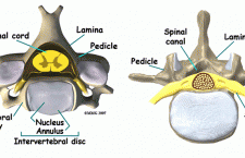 Cervical and Lumbar Anatomy – Axial cuts