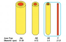 Neuron Fiber Diameter Comparison