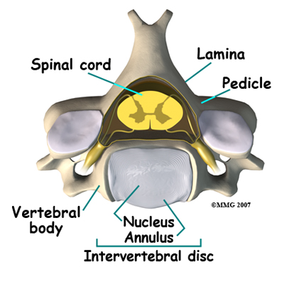 Cervical Spine Anatomy Axial Cut The Pain Source