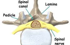 Lumbar Spine Anatomy – Axial Cut