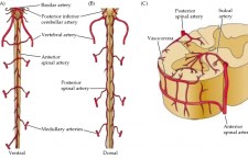 Spinal Cord Blood Supply