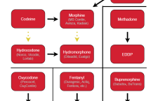 Metabolism of Opioids – The Pain Source